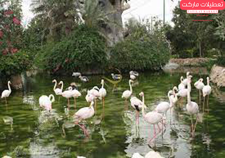 تفریحی به یادماندنی در باغ پرندگان کیش