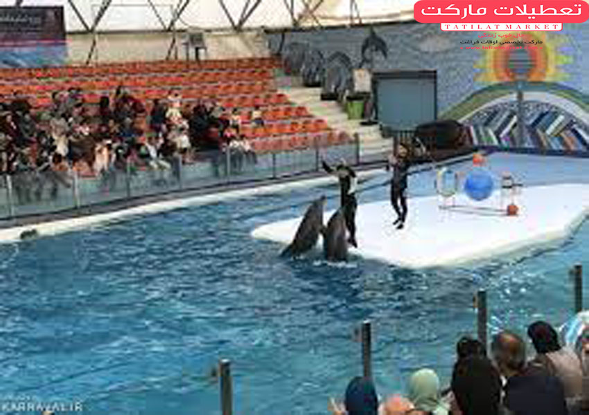 تفریح خانوادگی در پارک دلفین های کیش