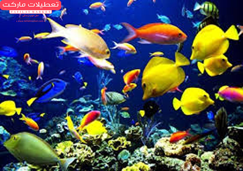نمایی زیبا از موجودات دریای خلیج فارس با شناور آکواریوم