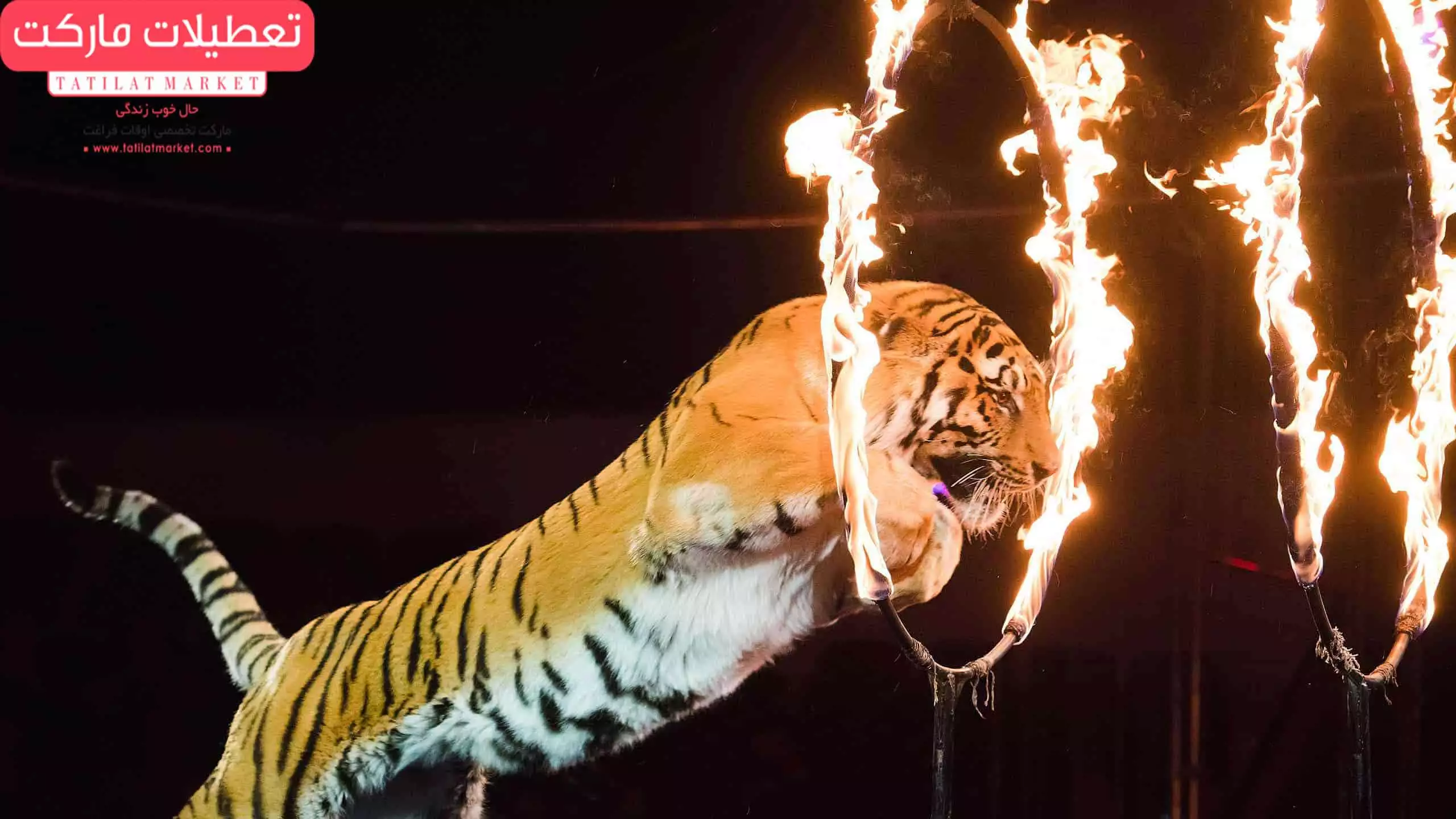 سیرک پارک ارم تهران