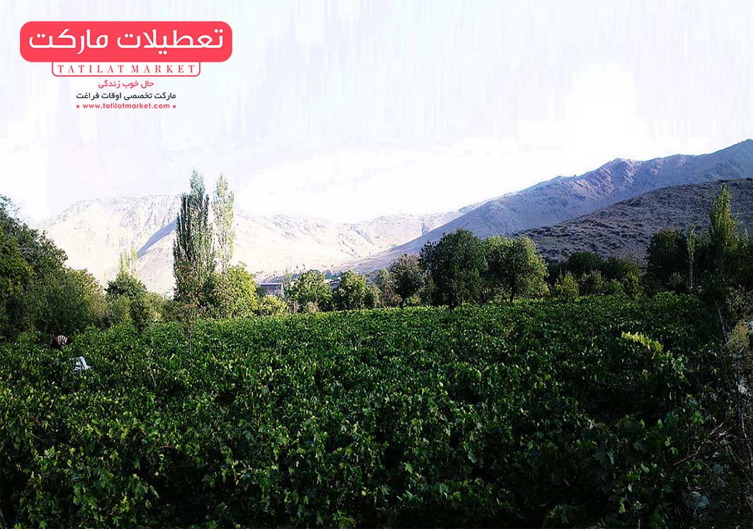 تاکستان‌های روستای هزاوه مزه انگور تازه را به شما هدیه می‌دهند