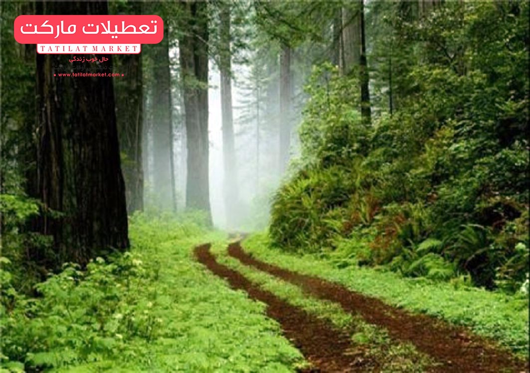 گشت و گذار در جنگل گیسوم یکی از زیباترین جاذبه های گردشگری استان گیلان